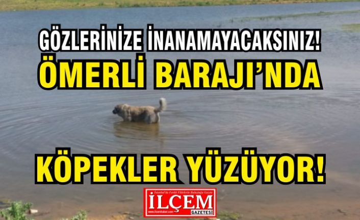 İstanbullular Köpeklerin yüzdüğü suyu mu içiyorlar?