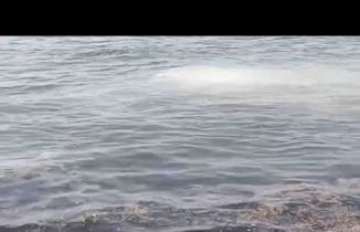 Heybeli Ada'da şok görüntüler! Marmara Denizi işte böyle kirletiliyor