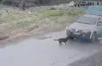 Pendik'te köpeği ezdi geçti.