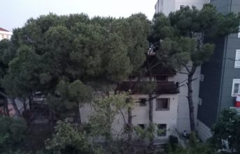Kartal'da 100 Yıllık Çam ağaçlarını katlettiler.