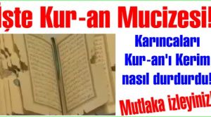 İşte Kur-an Mucizesi. Karıncaları Kur-an'ı Kerim nasıl durdurdu! Mutlaka izleyiniz.