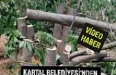 Kartal Belediyesi'nden eşi görülmemiş ağaç katliamı