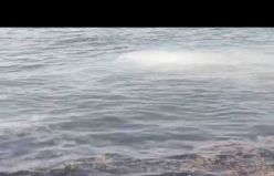 Heybeli Ada'da şok görüntüler! Marmara Denizi işte böyle kirletiliyor
