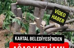 Kartal Belediyesi'nden eşi görülmemiş ağaç...