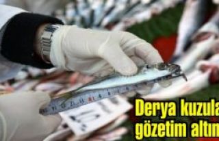 Derya kuzuları gözetim altında!        
